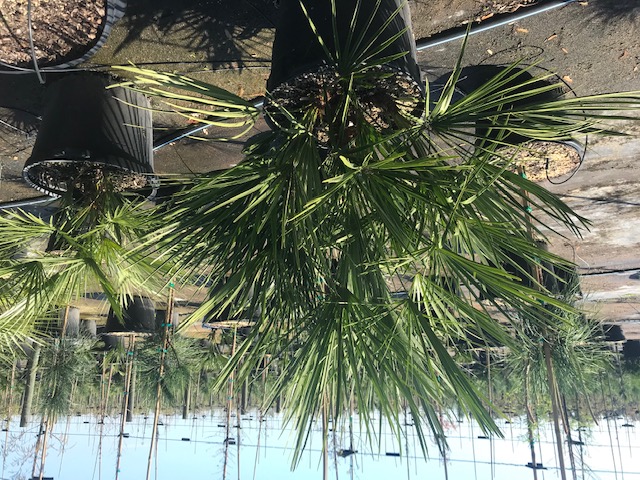 chamaerops-humilis-european-fan-palm-mediterranean-fan-palm
