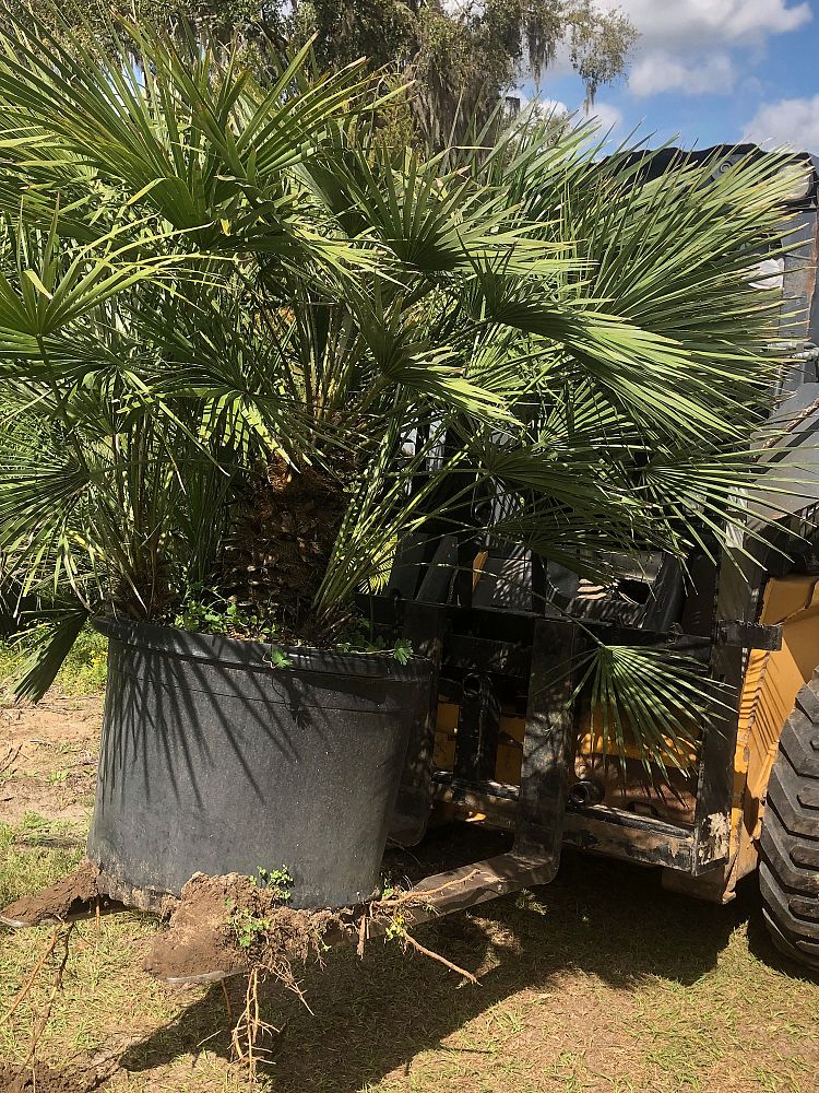 chamaerops-humilis-european-fan-palm-mediterranean-fan-palm