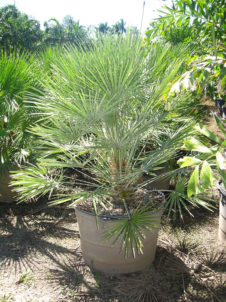 chamaerops-humilis-european-fan-palm-mediterranean-fan-palm