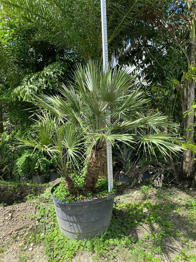 chamaerops-humilis-european-fan-palm-mediterranean-fan-palm