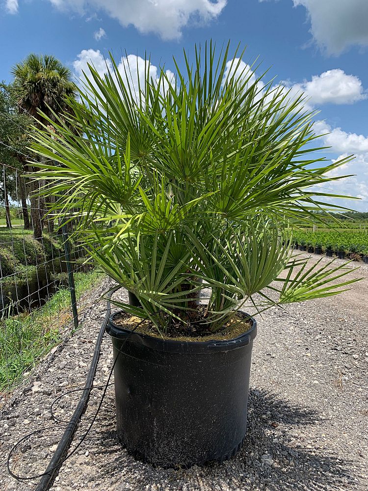 chamaerops-humilis-european-fan-palm-mediterranean-fan-palm