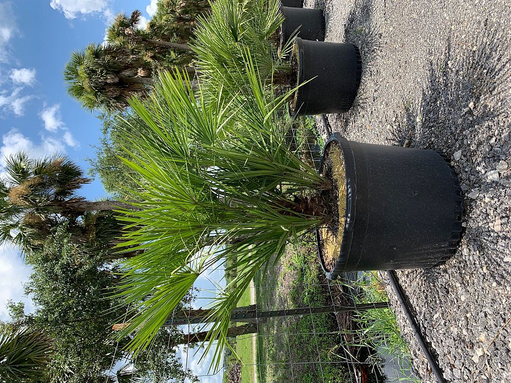 chamaerops-humilis-european-fan-palm-mediterranean-fan-palm