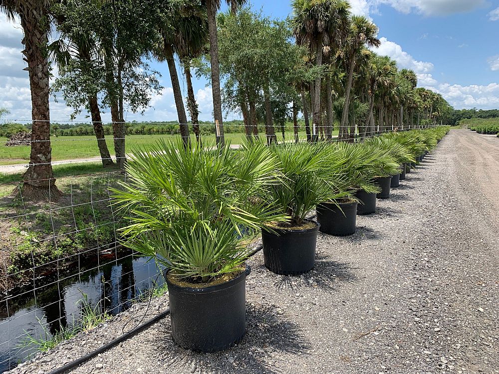 chamaerops-humilis-european-fan-palm-mediterranean-fan-palm