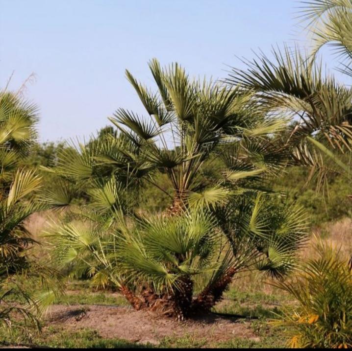 chamaerops-humilis-european-fan-palm-mediterranean-fan-palm
