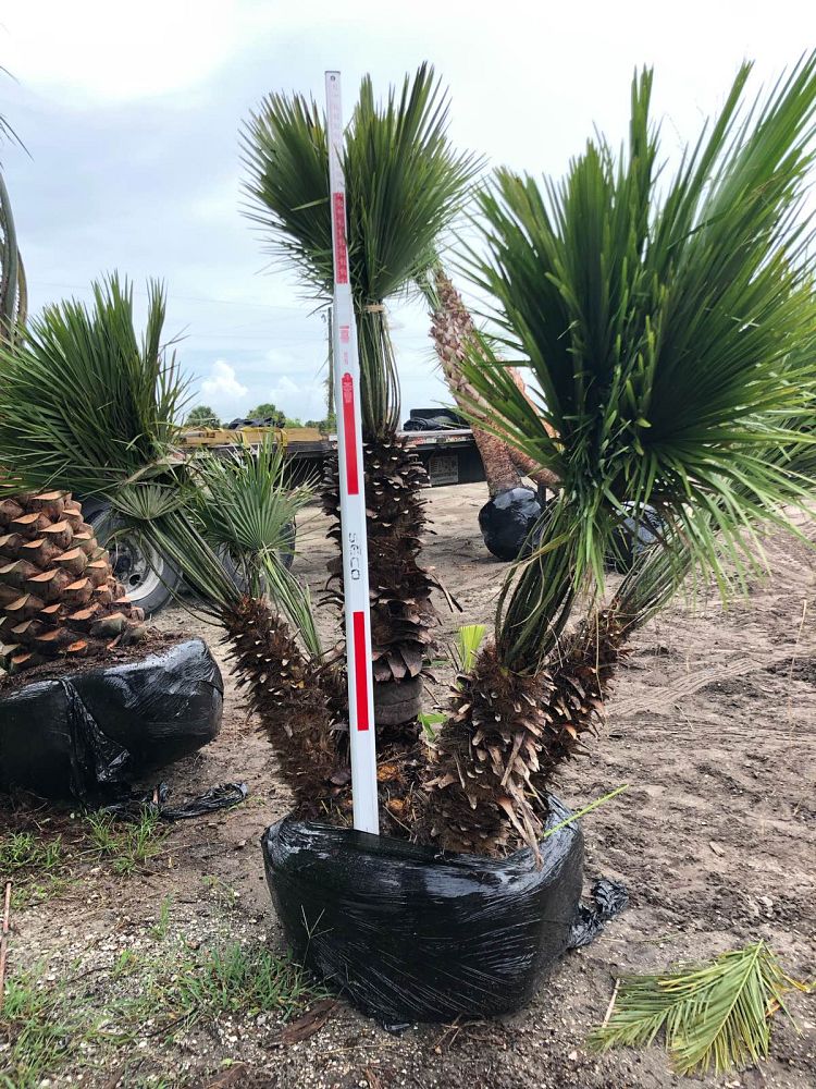 chamaerops-humilis-european-fan-palm-mediterranean-fan-palm