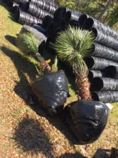 chamaerops-humilis-european-fan-palm-mediterranean-fan-palm