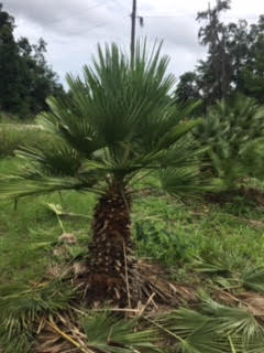 chamaerops-humilis-european-fan-palm-mediterranean-fan-palm