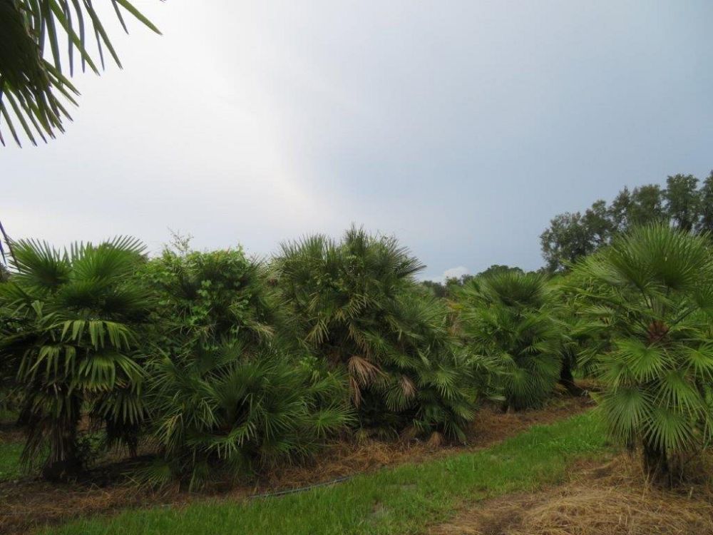 chamaerops-humilis-european-fan-palm-mediterranean-fan-palm