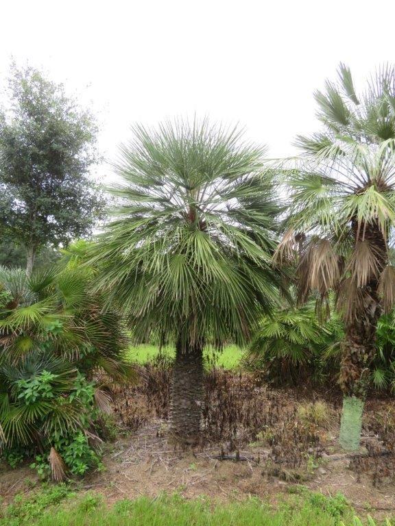 chamaerops-humilis-european-fan-palm-mediterranean-fan-palm