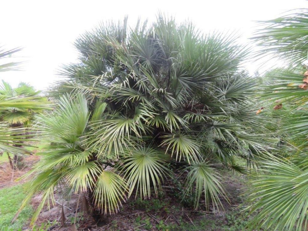 chamaerops-humilis-european-fan-palm-mediterranean-fan-palm