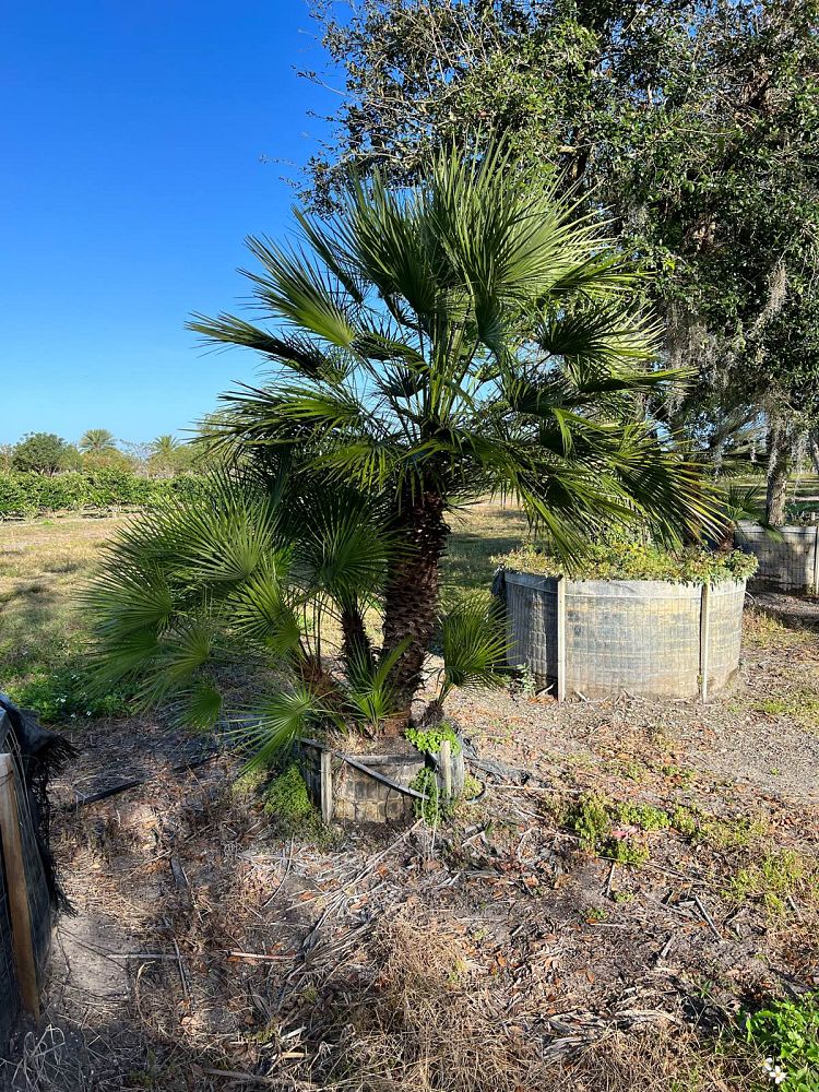 chamaerops-humilis-european-fan-palm-mediterranean-fan-palm
