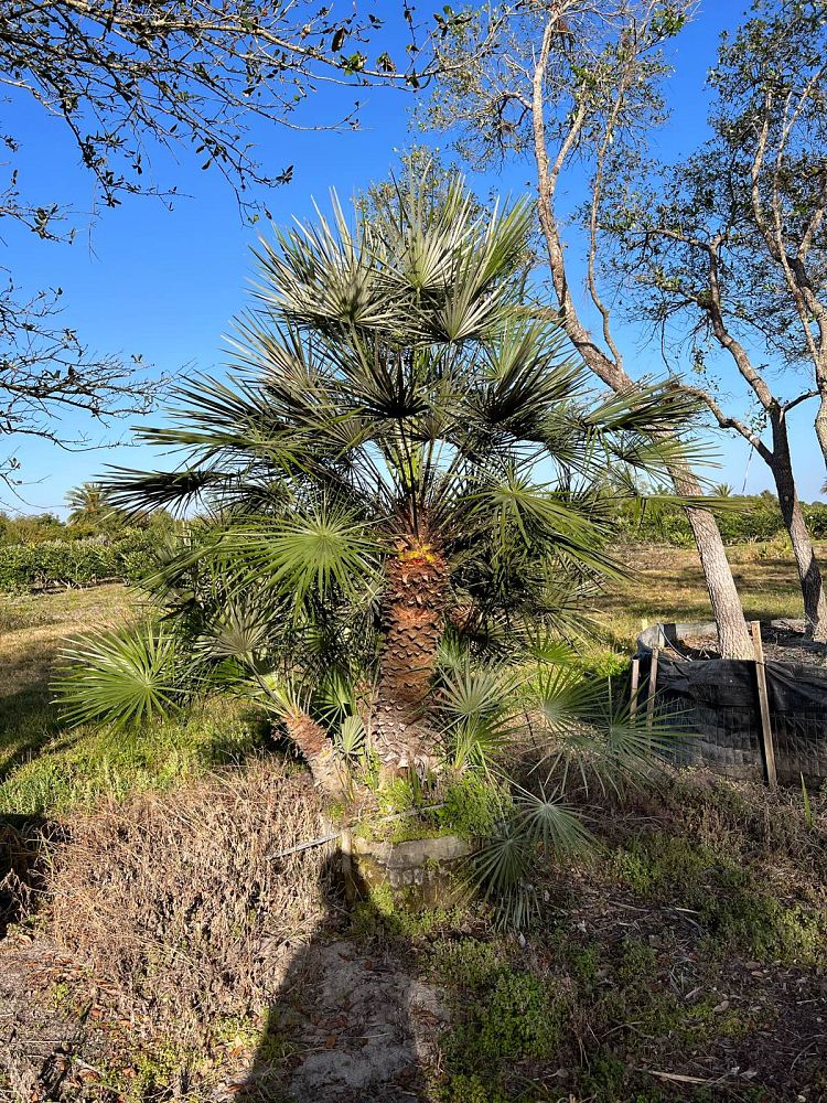chamaerops-humilis-european-fan-palm-mediterranean-fan-palm