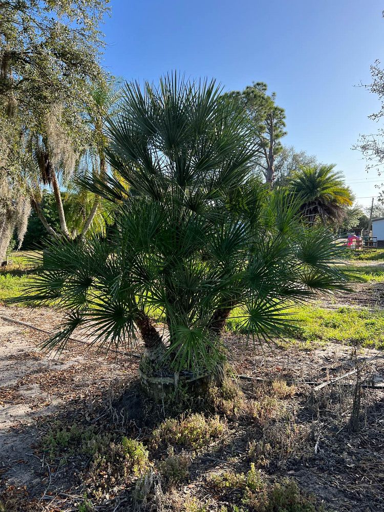 chamaerops-humilis-european-fan-palm-mediterranean-fan-palm