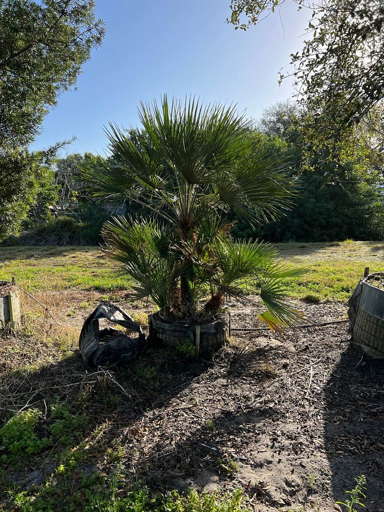 chamaerops-humilis-european-fan-palm-mediterranean-fan-palm