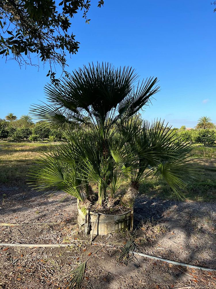 chamaerops-humilis-european-fan-palm-mediterranean-fan-palm