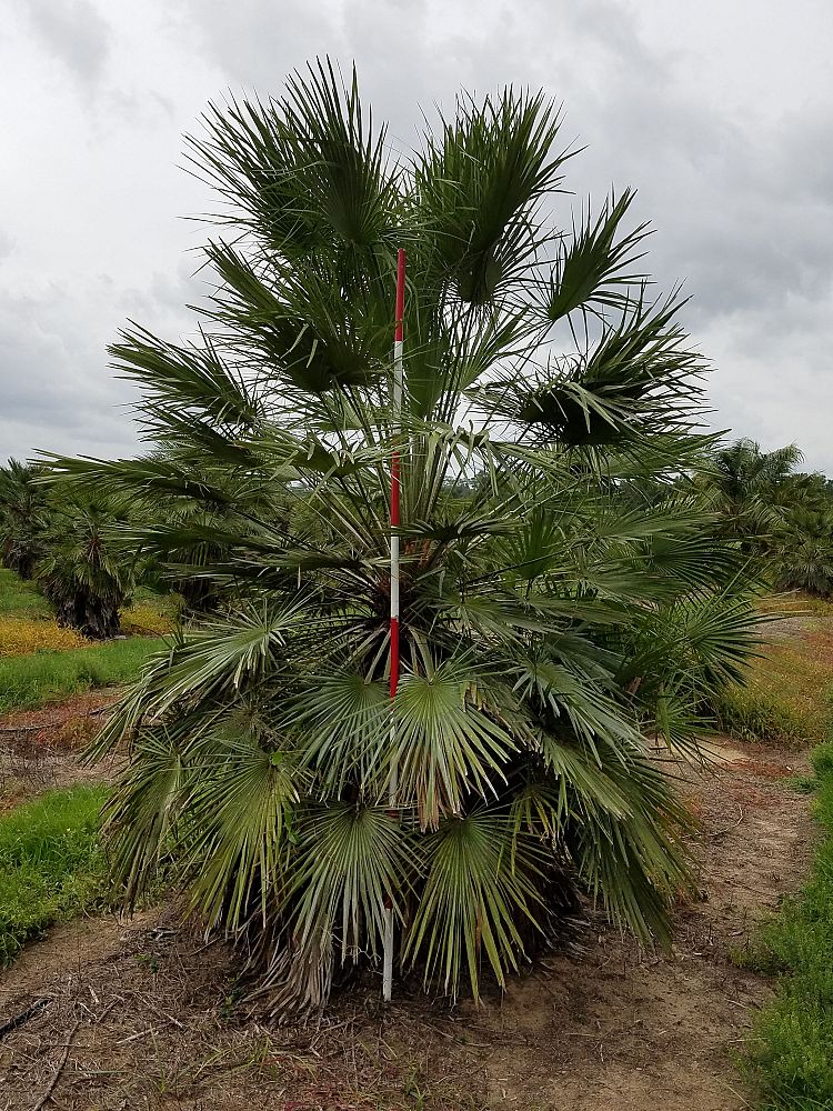 chamaerops-humilis-european-fan-palm-mediterranean-fan-palm