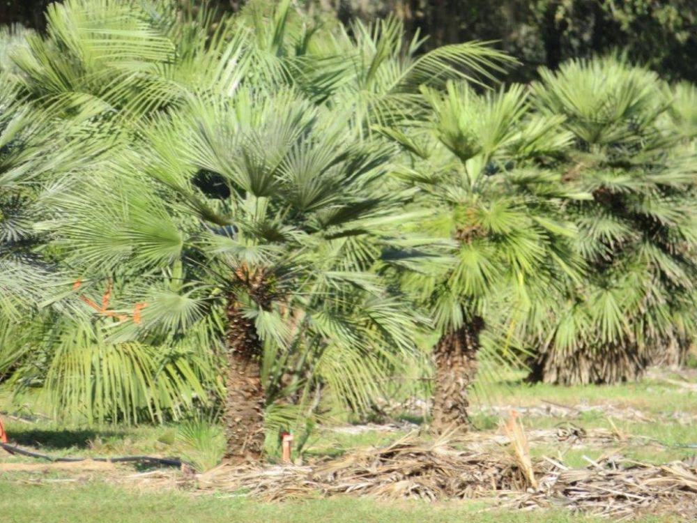 chamaerops-humilis-european-fan-palm-mediterranean-fan-palm
