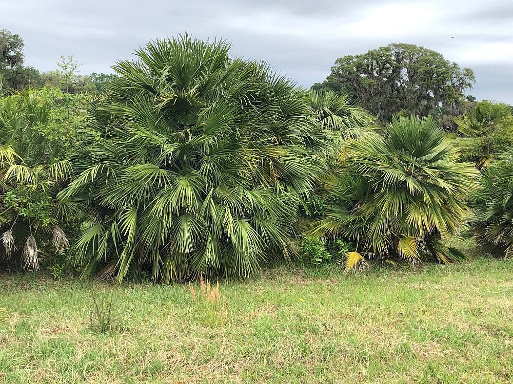 chamaerops-humilis-european-fan-palm-mediterranean-fan-palm