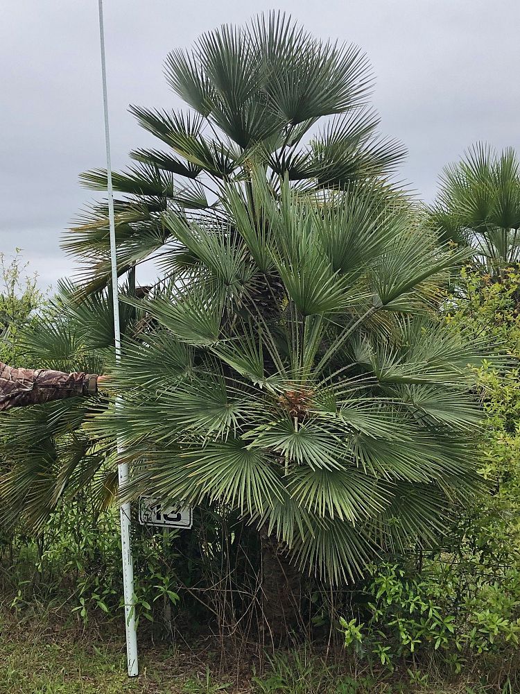 chamaerops-humilis-european-fan-palm-mediterranean-fan-palm