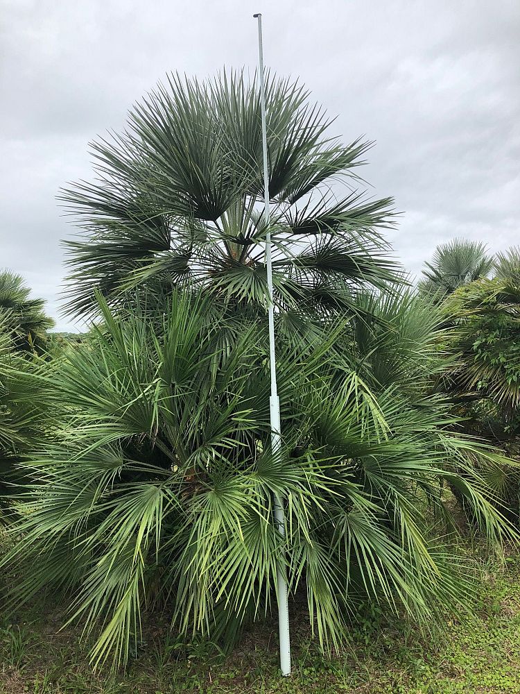 chamaerops-humilis-european-fan-palm-mediterranean-fan-palm