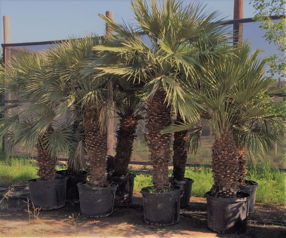 chamaerops-humilis-european-fan-palm-mediterranean-fan-palm