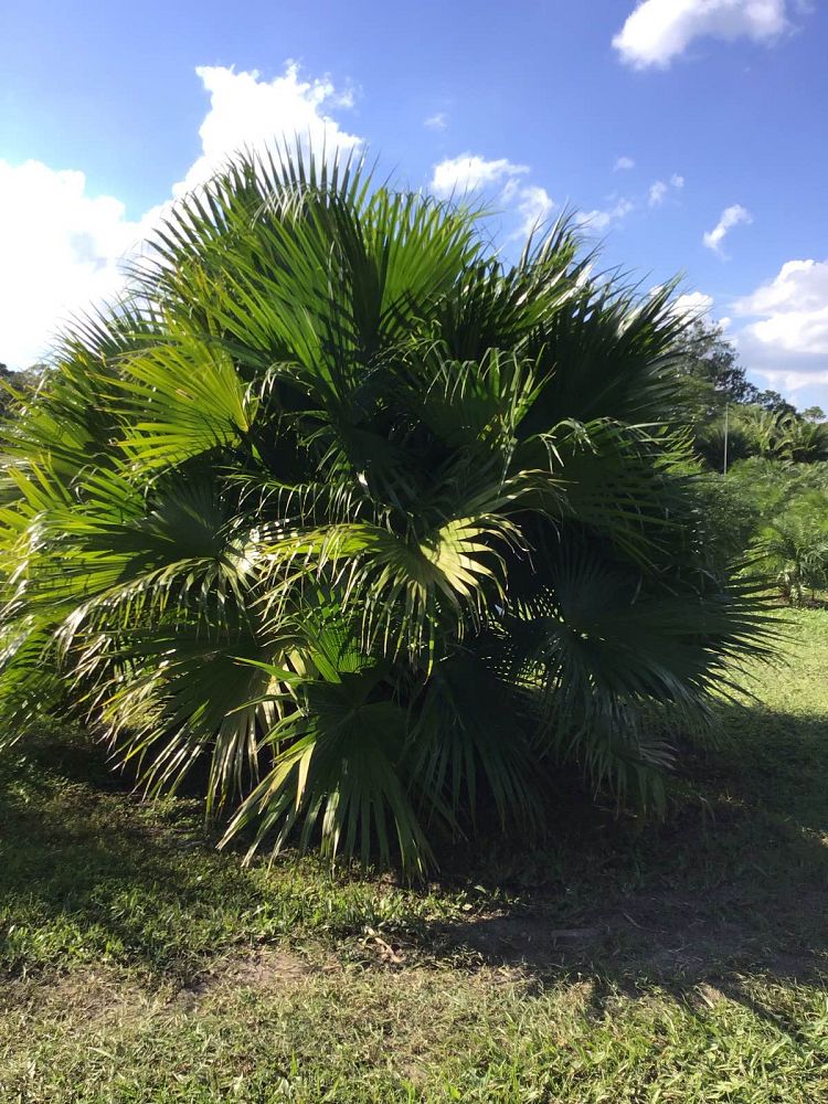 chamaerops-humilis-european-fan-palm-mediterranean-fan-palm