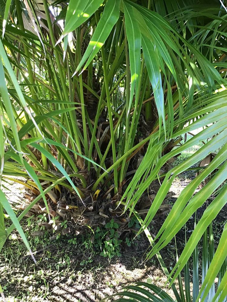chamaerops-humilis-european-fan-palm-mediterranean-fan-palm