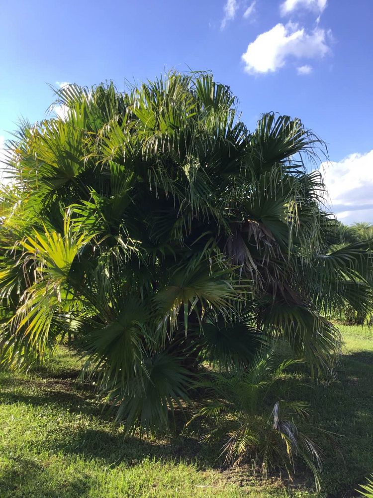 chamaerops-humilis-european-fan-palm-mediterranean-fan-palm