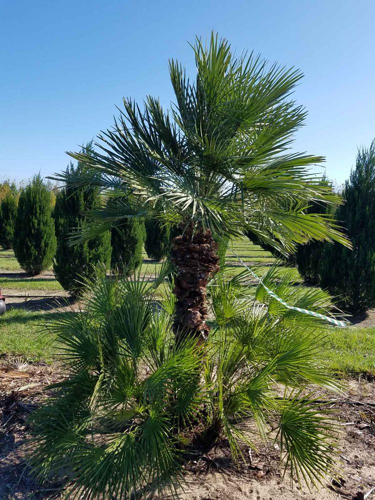 chamaerops-humilis-european-fan-palm-mediterranean-fan-palm