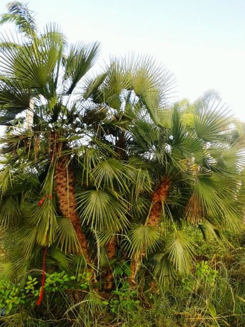 chamaerops-humilis-european-fan-palm-mediterranean-fan-palm
