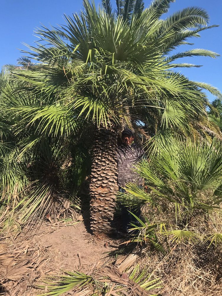 chamaerops-humilis-european-fan-palm-mediterranean-fan-palm