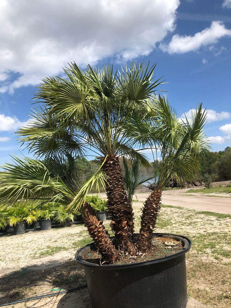 chamaerops-humilis-european-fan-palm-mediterranean-fan-palm