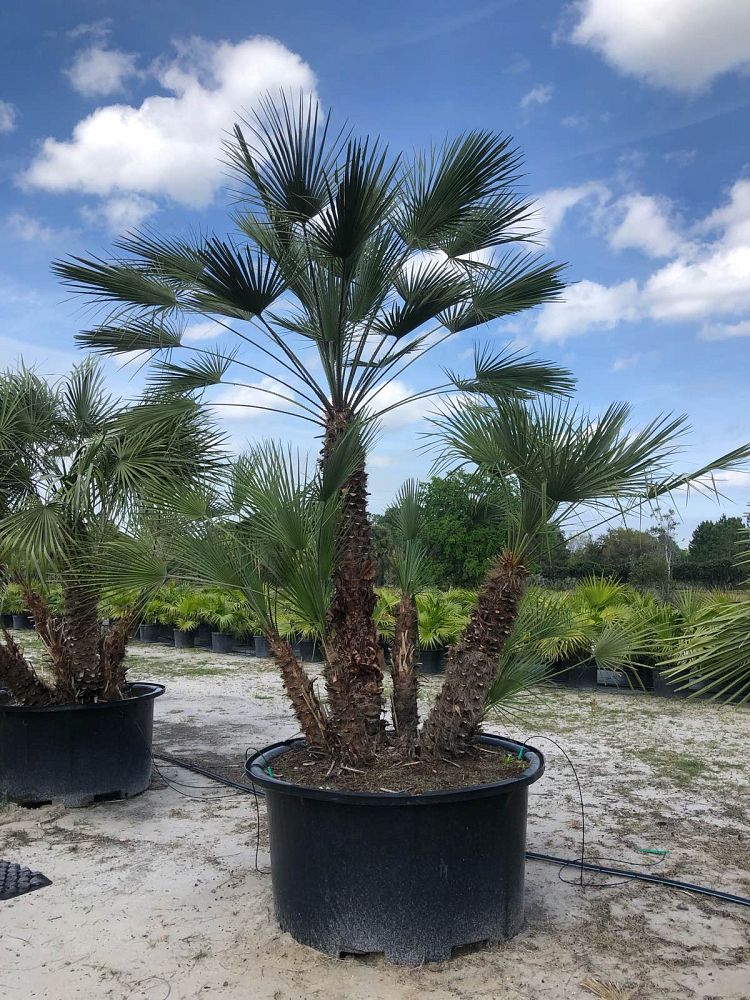 chamaerops-humilis-european-fan-palm-mediterranean-fan-palm