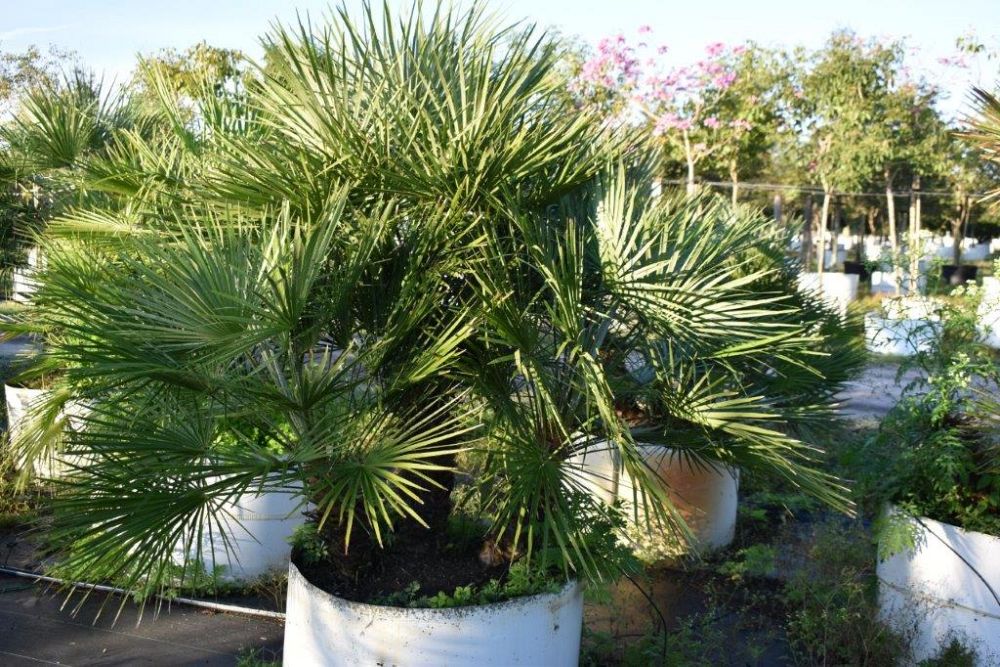 chamaerops-humilis-european-fan-palm-mediterranean-fan-palm