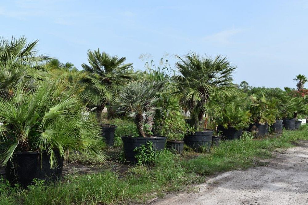 chamaerops-humilis-european-fan-palm-mediterranean-fan-palm
