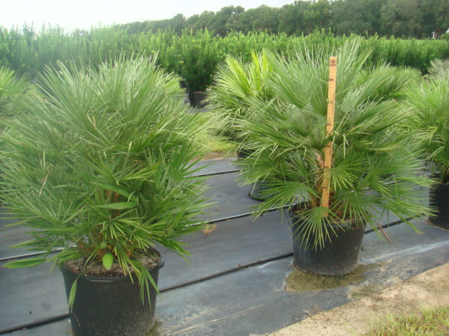 chamaerops-humilis-european-fan-palm-mediterranean-fan-palm