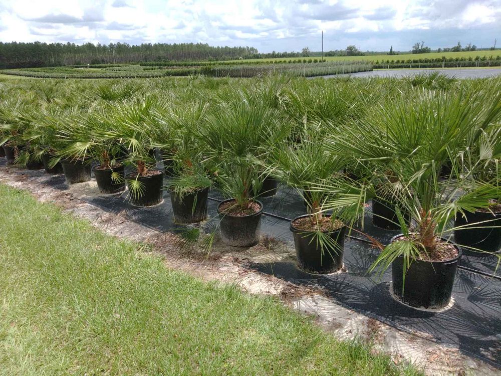 chamaerops-humilis-european-fan-palm-mediterranean-fan-palm