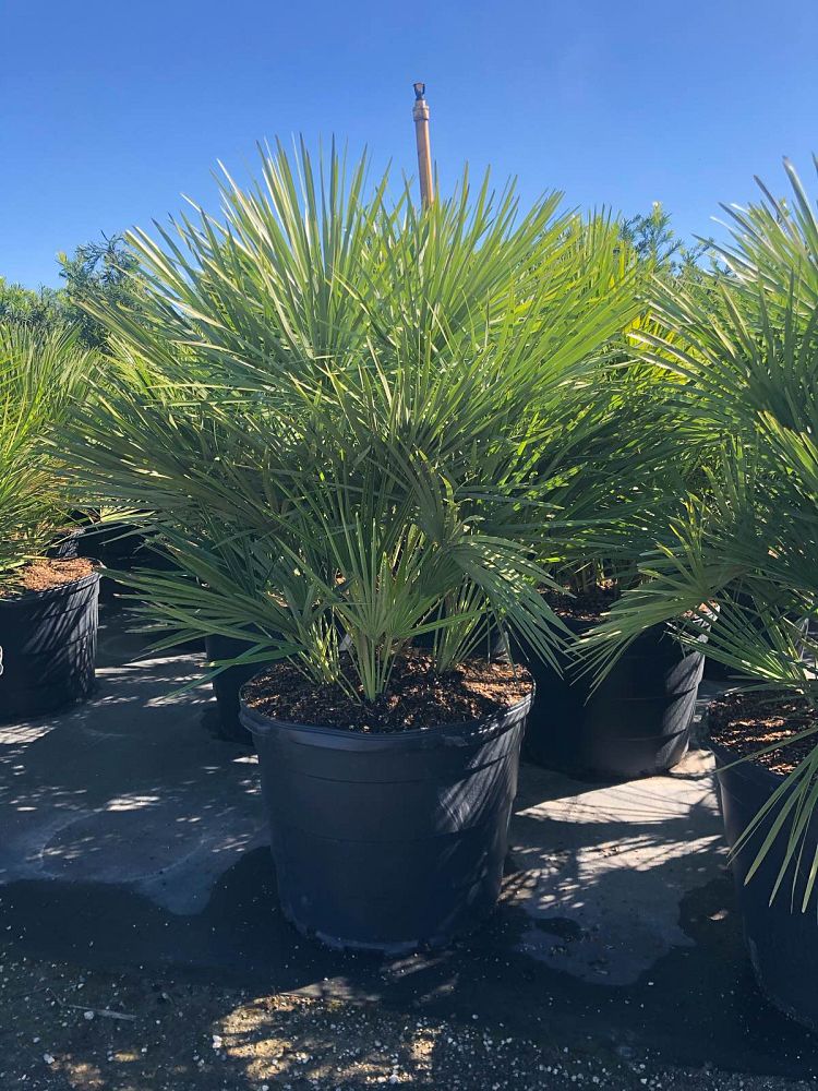 chamaerops-humilis-european-fan-palm-mediterranean-fan-palm