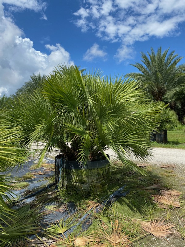 chamaerops-humilis-european-fan-palm-mediterranean-fan-palm