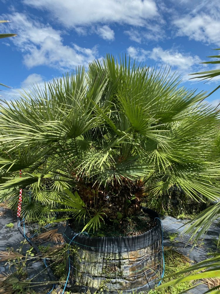 chamaerops-humilis-european-fan-palm-mediterranean-fan-palm