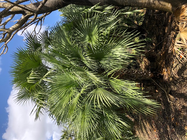 chamaerops-humilis-european-fan-palm-mediterranean-fan-palm