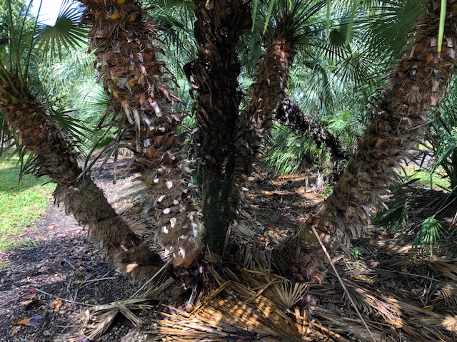 chamaerops-humilis-european-fan-palm-mediterranean-fan-palm