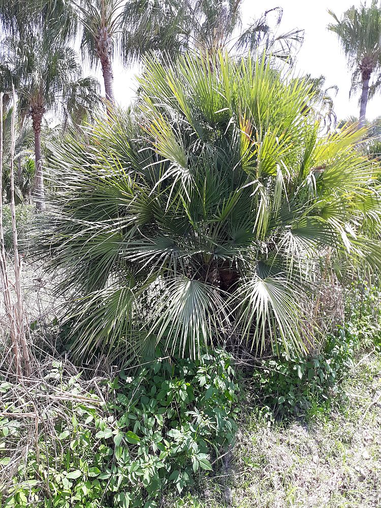 chamaerops-humilis-european-fan-palm-mediterranean-fan-palm