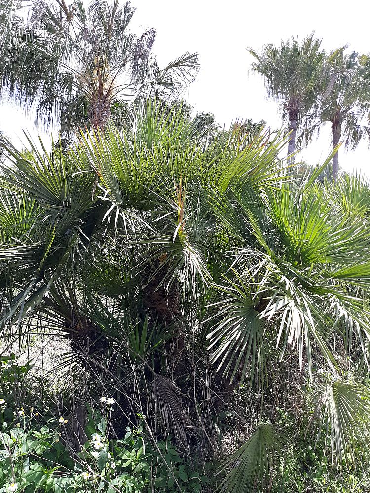 chamaerops-humilis-european-fan-palm-mediterranean-fan-palm