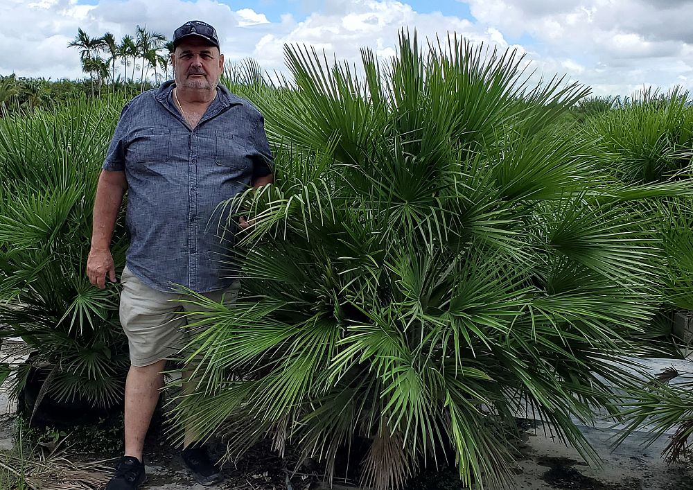 chamaerops-humilis-european-fan-palm-mediterranean-fan-palm