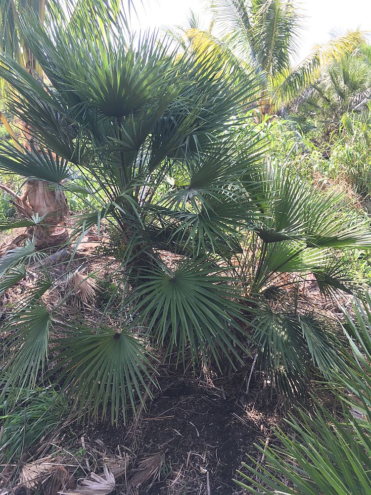 chamaerops-humilis-european-fan-palm-mediterranean-fan-palm