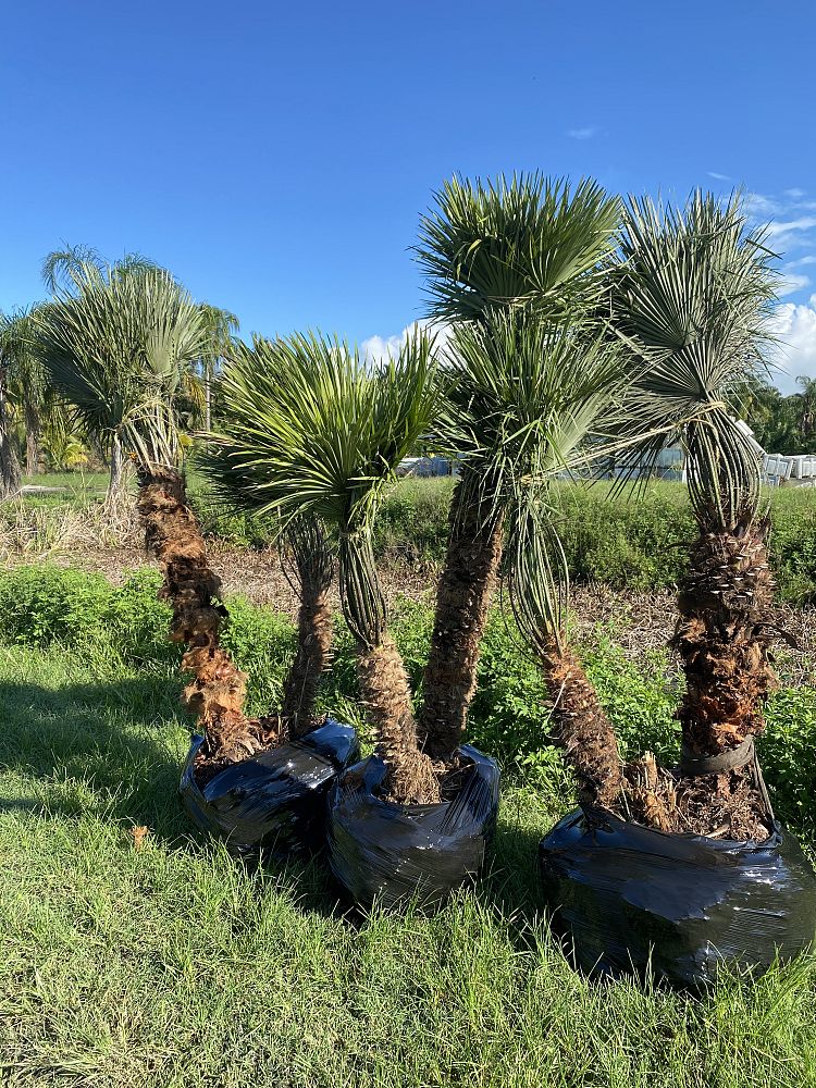 chamaerops-humilis-european-fan-palm-mediterranean-fan-palm