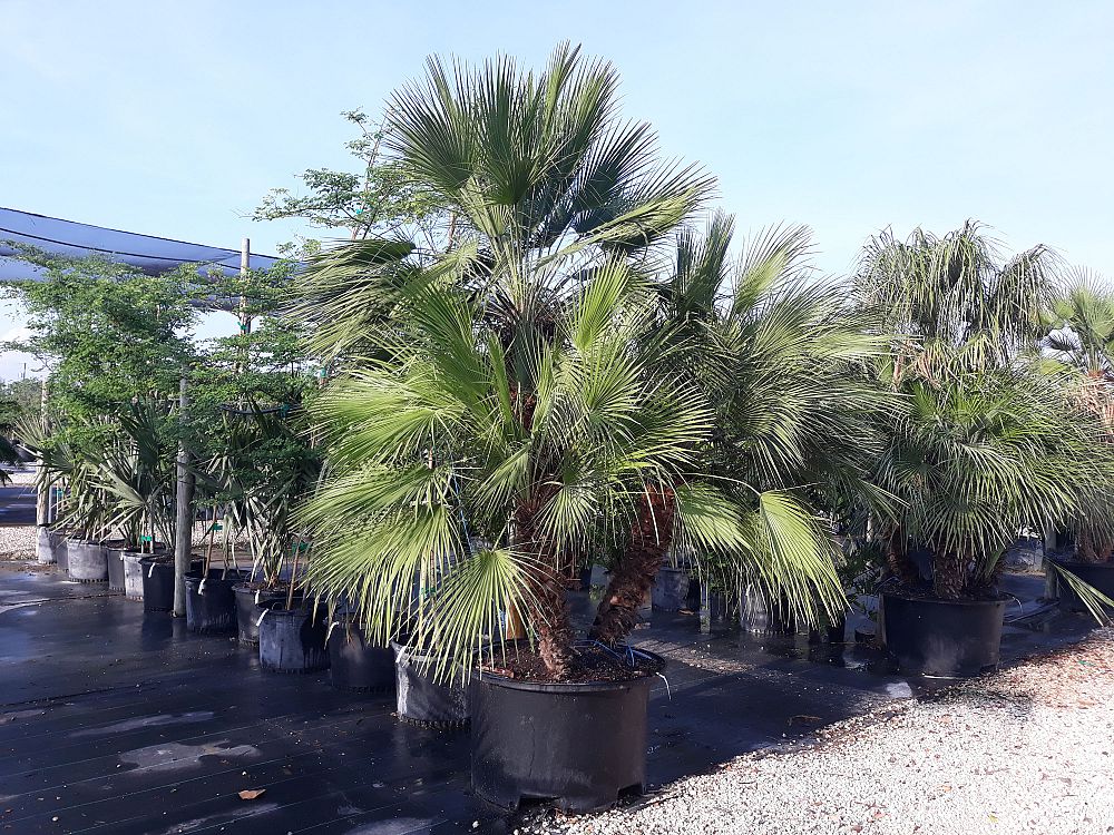 chamaerops-humilis-european-fan-palm-mediterranean-fan-palm