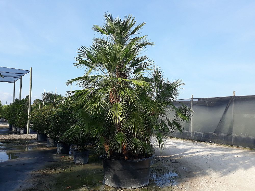 chamaerops-humilis-european-fan-palm-mediterranean-fan-palm