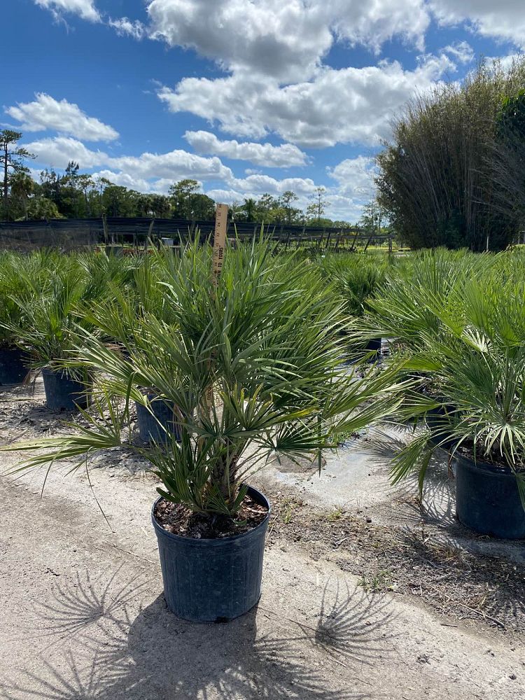 chamaerops-humilis-european-fan-palm-mediterranean-fan-palm